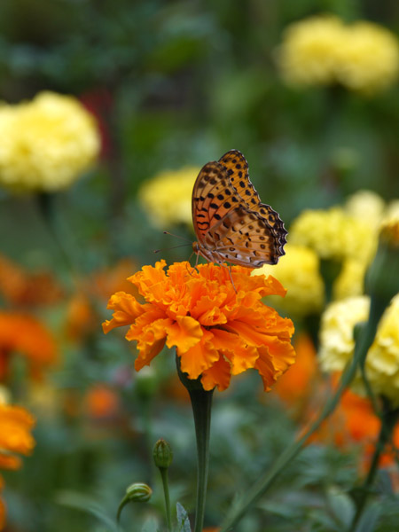 ��X�،����̉Ԓd�ɂ�