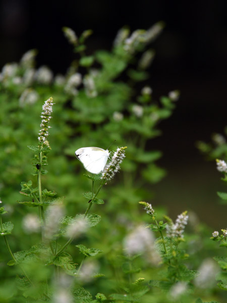 ��X�،����̉Ԓd�ɂ�