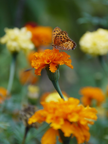 ��X�،����̉Ԓd�ɂ�