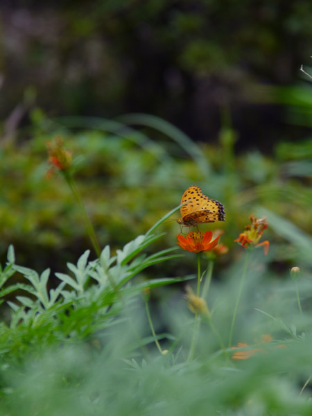 ��X�،����̉Ԓd�ɂ�