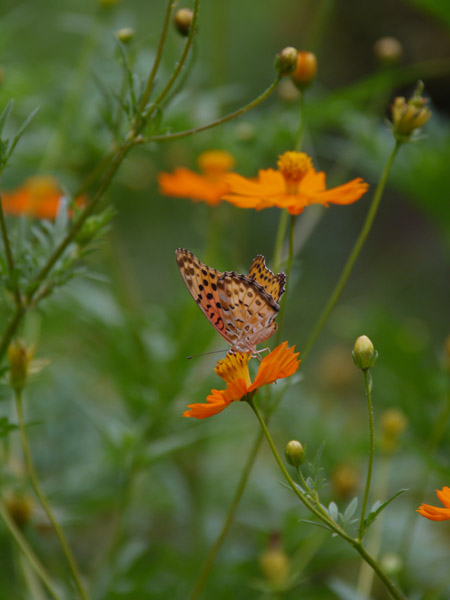 ��X�،����̉Ԓd�ɂ�