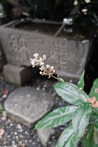 �[�厛�e�̊J���s�����̎萅