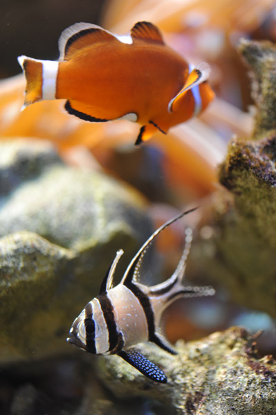 ���Ȃ��퐅���ق̋��B