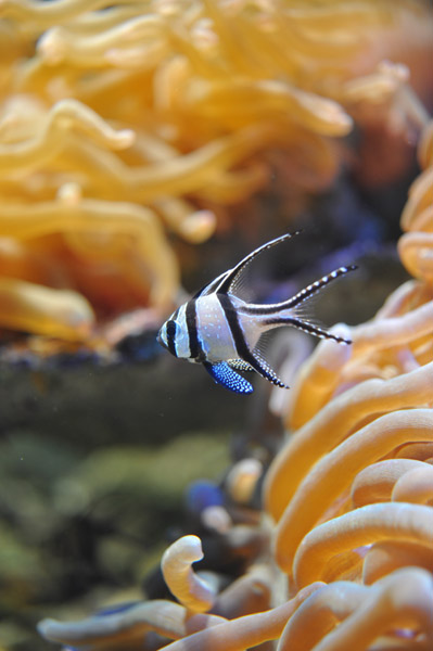 ���Ȃ��퐅���ق̋��B