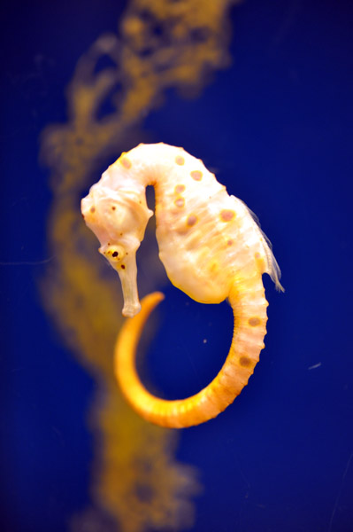 ���Ȃ��퐅���ق̋��B