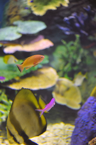 ���Ȃ��퐅���ق̋��B