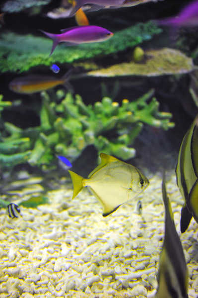 ���Ȃ��퐅���ق̋��B