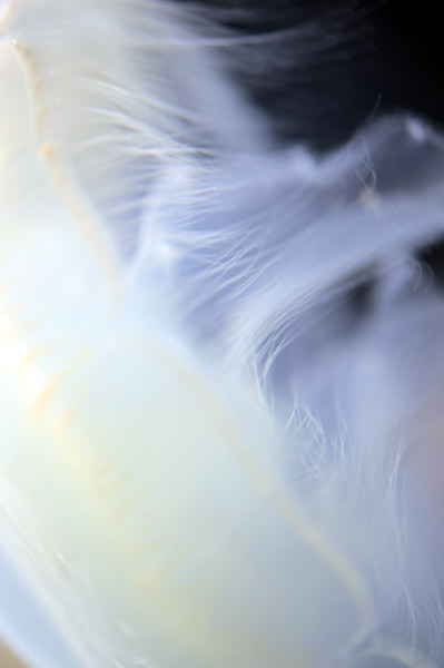 ���Ȃ��퐅���ق̃N���Q�B