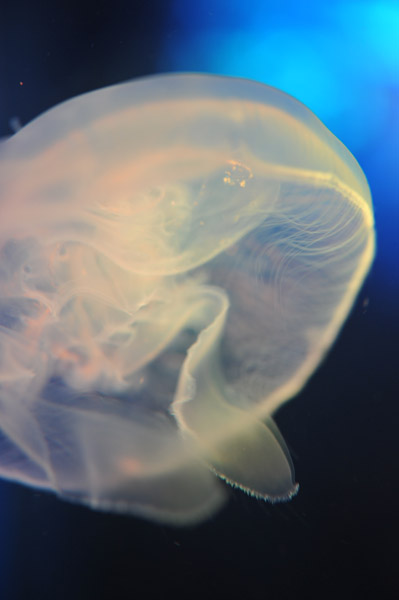 ���Ȃ��퐅���ق̃N���Q�B