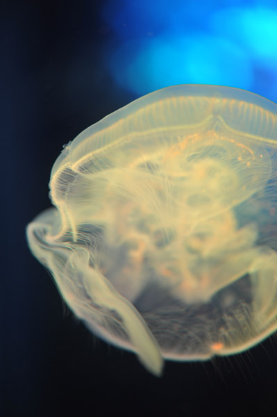 ���Ȃ��퐅���ق̃N���Q�B