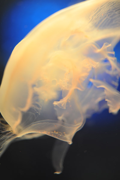 ���Ȃ��퐅���ق̃N���Q�B