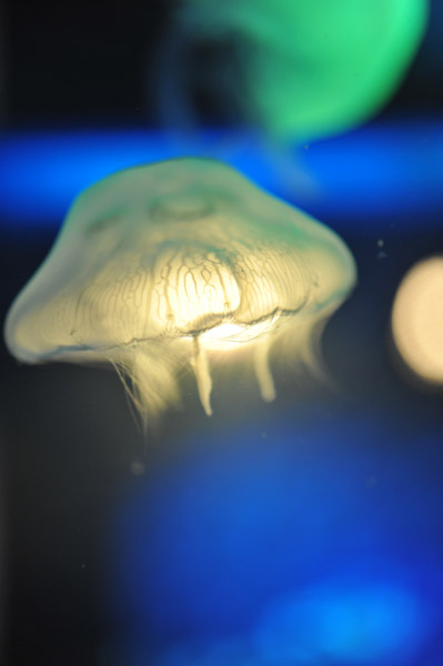 ���Ȃ��퐅���ق̃N���Q�B