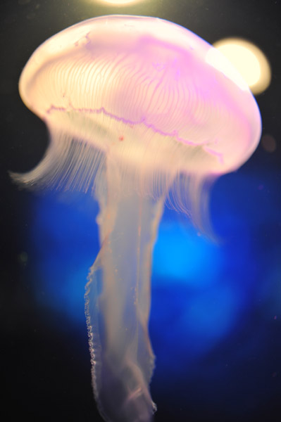 ���Ȃ��퐅���ق̃N���Q�B