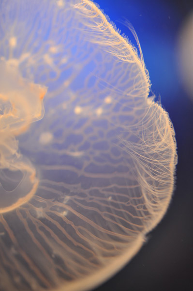 ���Ȃ��퐅���ق̃N���Q�B