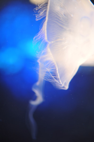 ���Ȃ��퐅���ق̃N���Q�B