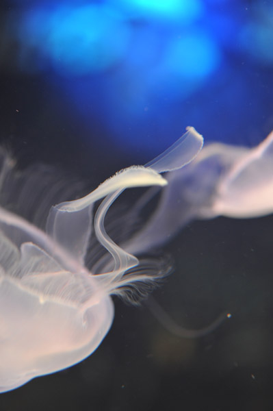 ���Ȃ��퐅���ق̃N���Q�B