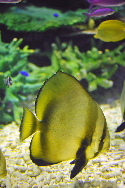 ���Ȃ��퐅���ق̋��B