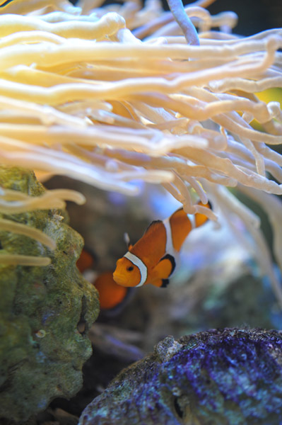 ���Ȃ��퐅���ق̋��B