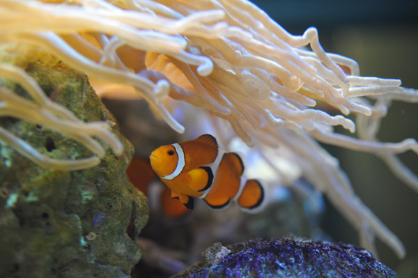 ���Ȃ��퐅���ق̋��B