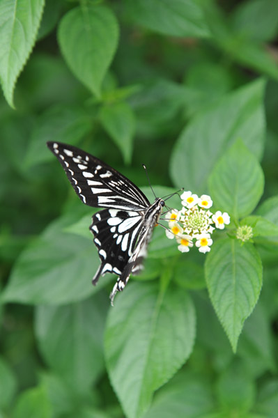 �������������̍����ق̒�