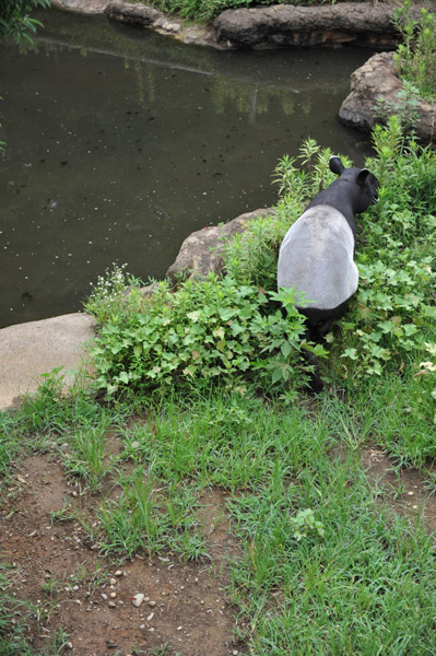 �������������̃}���[�o�N