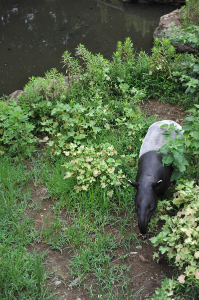 �������������̃}���[�o�N