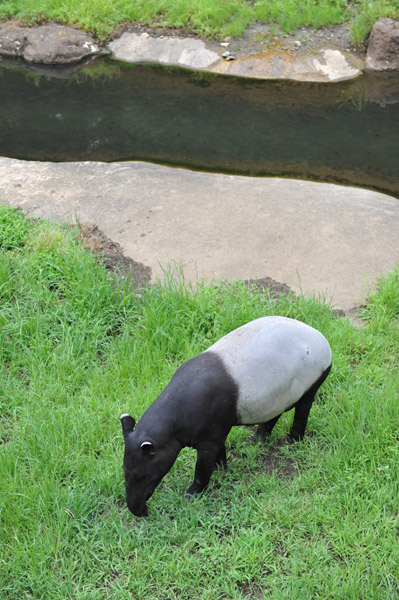 �������������̃}���[�o�N