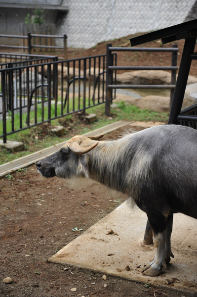 �������������̃X�C�M���E