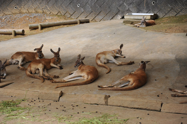 �������������̃J���K���[