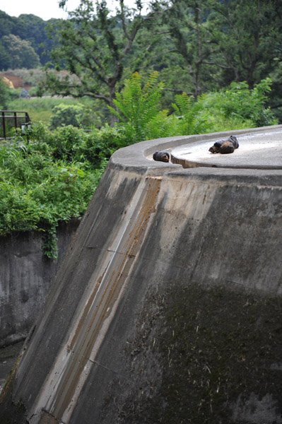 �������������̃A�W�A��