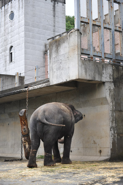 �������������̃A�W�A��