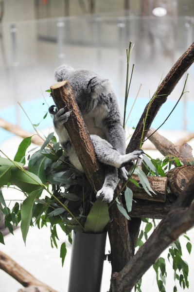 �������������̃R�A��