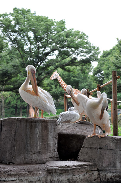 �������������̃y���J���ƃL����