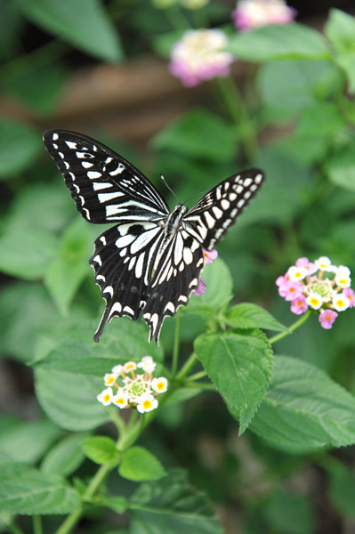 �������������̍����ق̒�