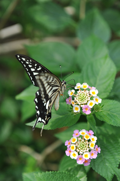 �������������̍����ق̒�