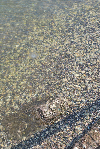 �����p�̃N���Q