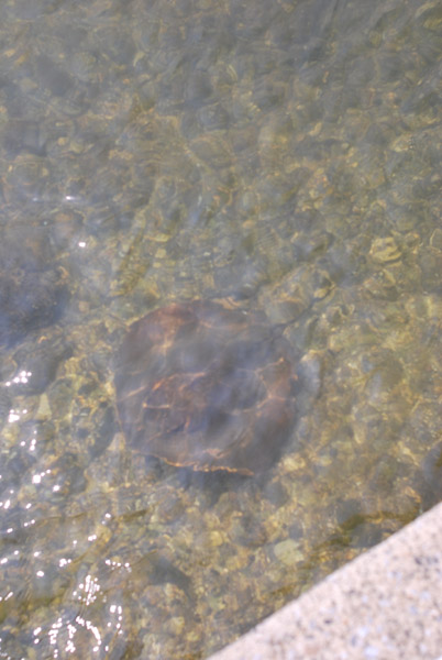 �����p�̃G�C