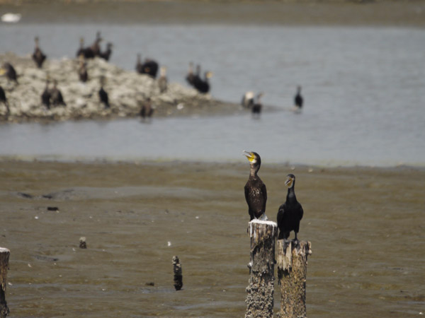 �����`�쒹�����̐�L�B