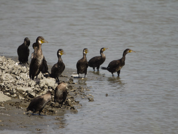 �����`�쒹�����̐�L�B