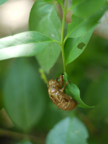 �����`�쒹�����@�Z�~�̔����k