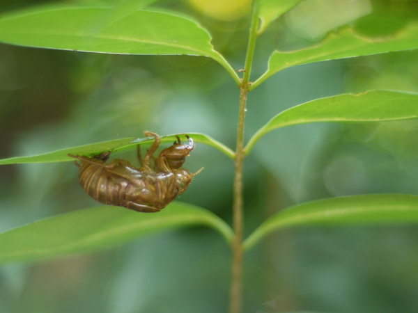 �����`�쒹�����@�Z�~�̔����k