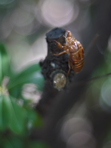 �����`�쒹�����@�Z�~�̔����k