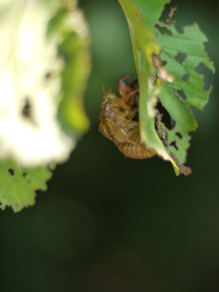 �����`�쒹�����@�Z�~�̔����k