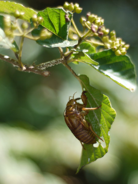 �����`�쒹�����@�Z�~�̔����k