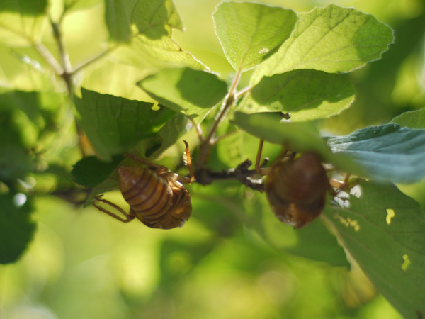 �����`�쒹�����@�Z�~�̔����k