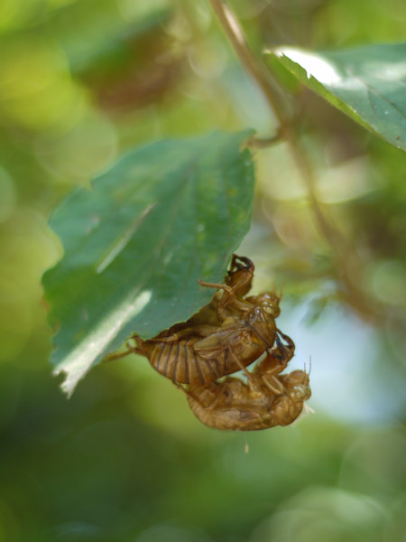 �����`�쒹�����@�Z�~�̔����k