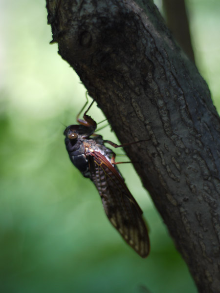 �����`�쒹�����@����̕��i