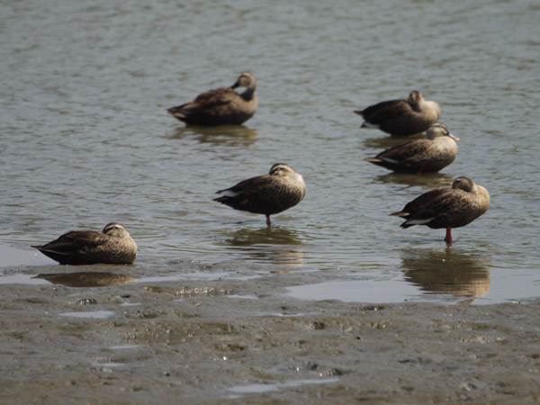 �����`�쒹�����̃J���K���B