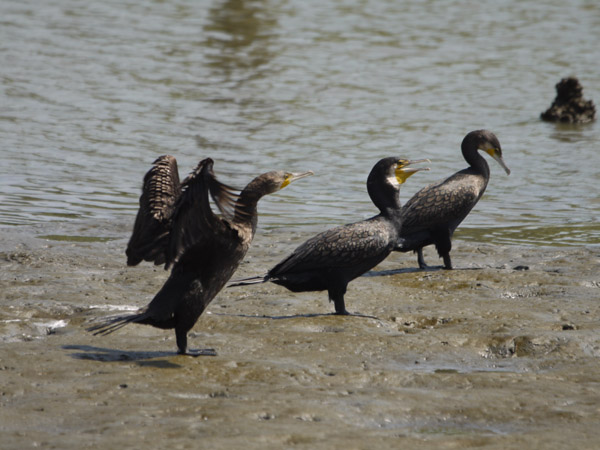 �����`�쒹�����̐�L�B