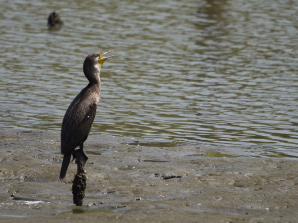 �����`�쒹�����̐�L